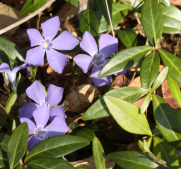 Greater Periwinkle1